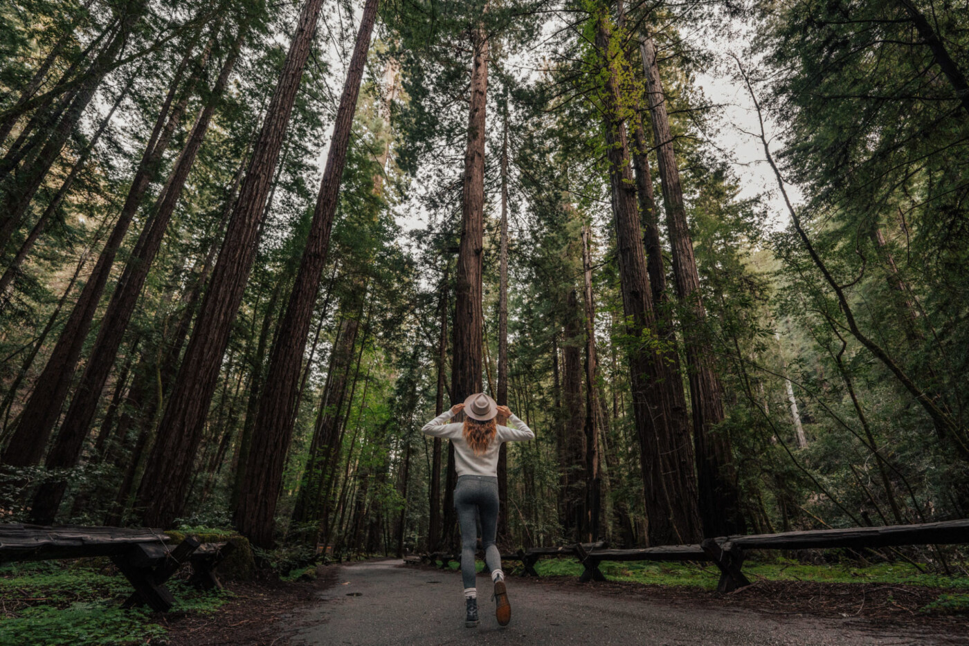 Among the giant Redwoods at the Armstrong Redwoods Reserve