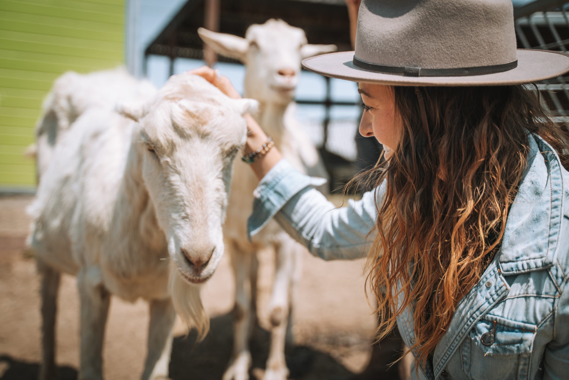 At the Goatlandia Farm Animal Sanctuary