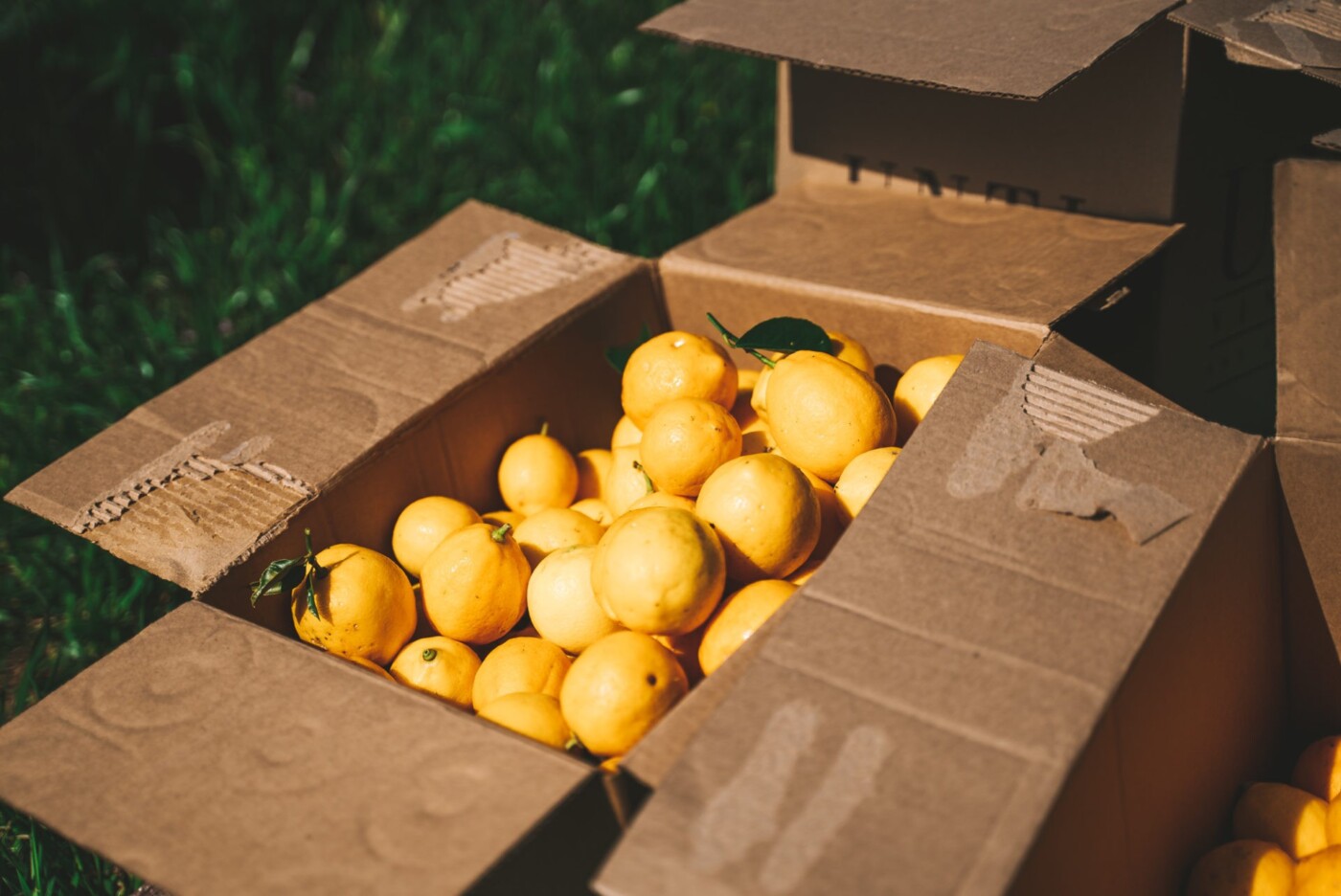 Gleaning with Farm to Pantry