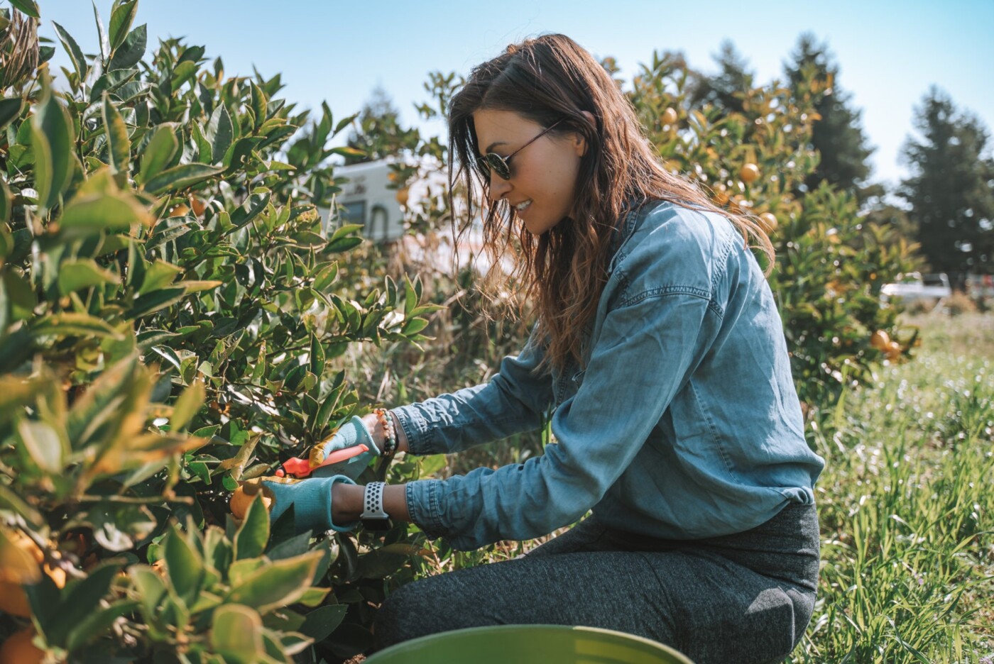 Gleaning with Farm to Pantry