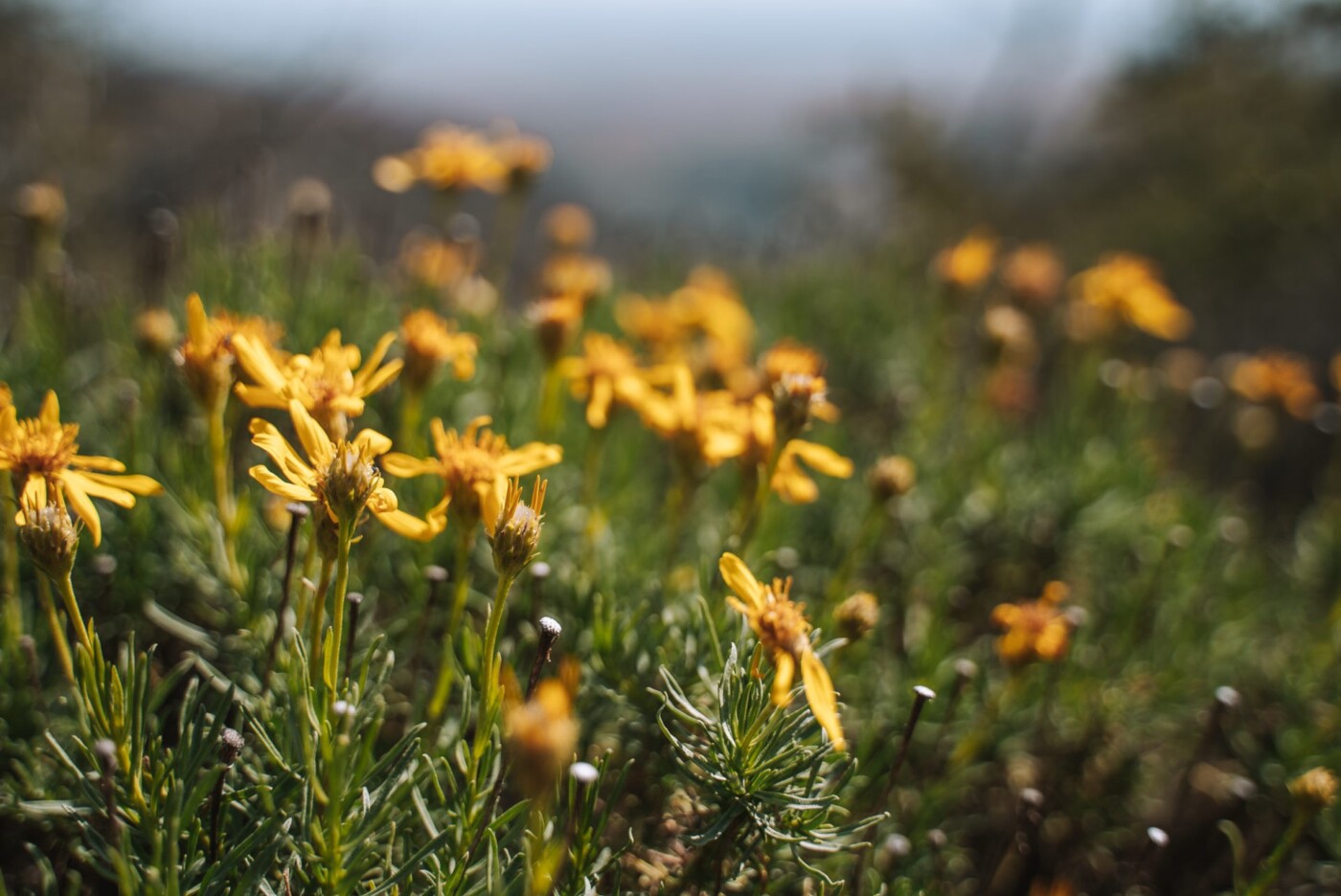 USA California Tri Valley Danville Mt Diablo Park flowers 07915