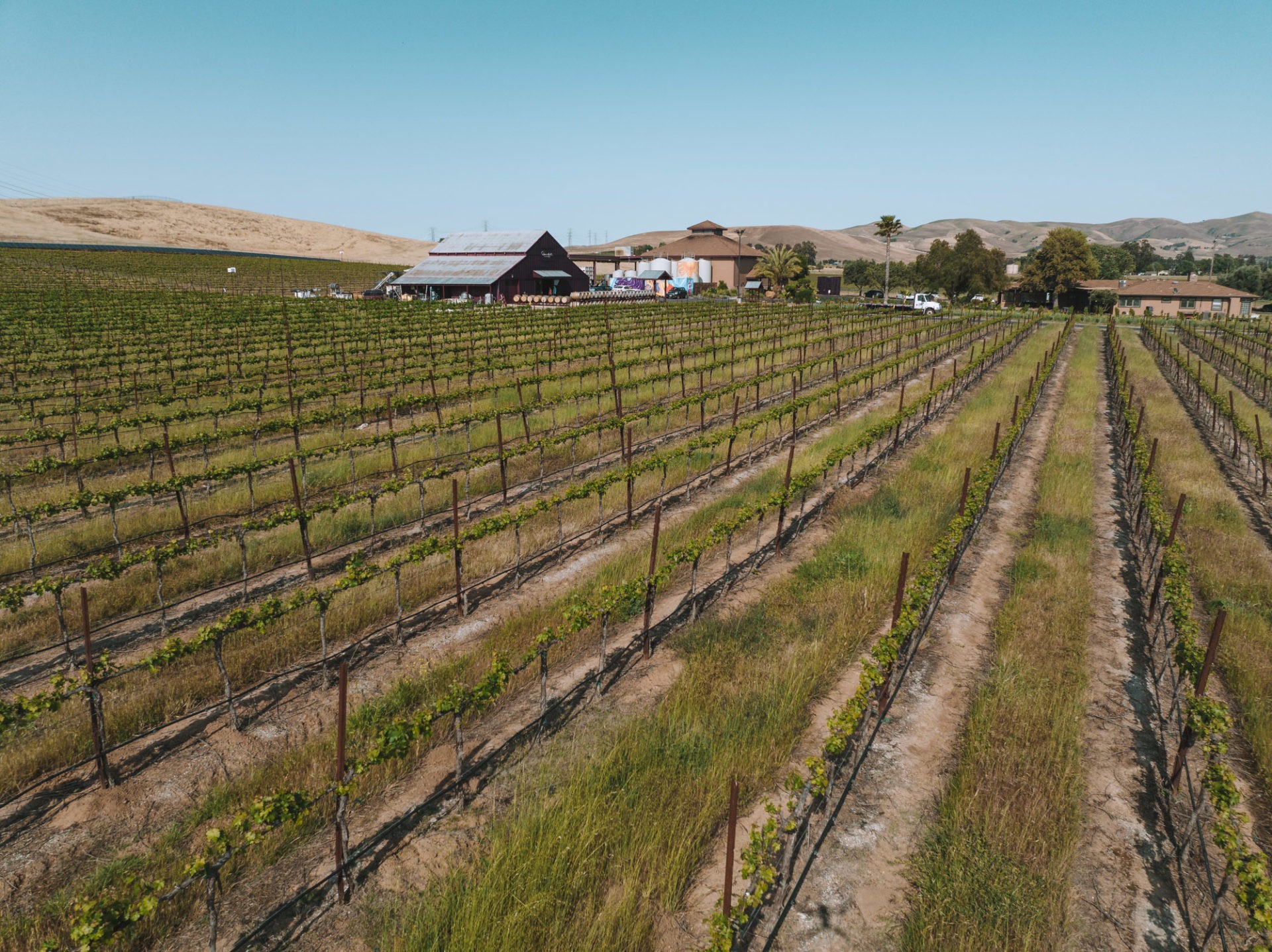 vineyard, things to do in Livermore