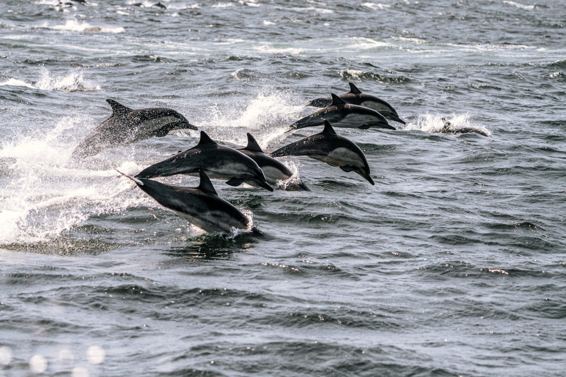 USA California Ventura Channel Islands National Park dolphins 01561