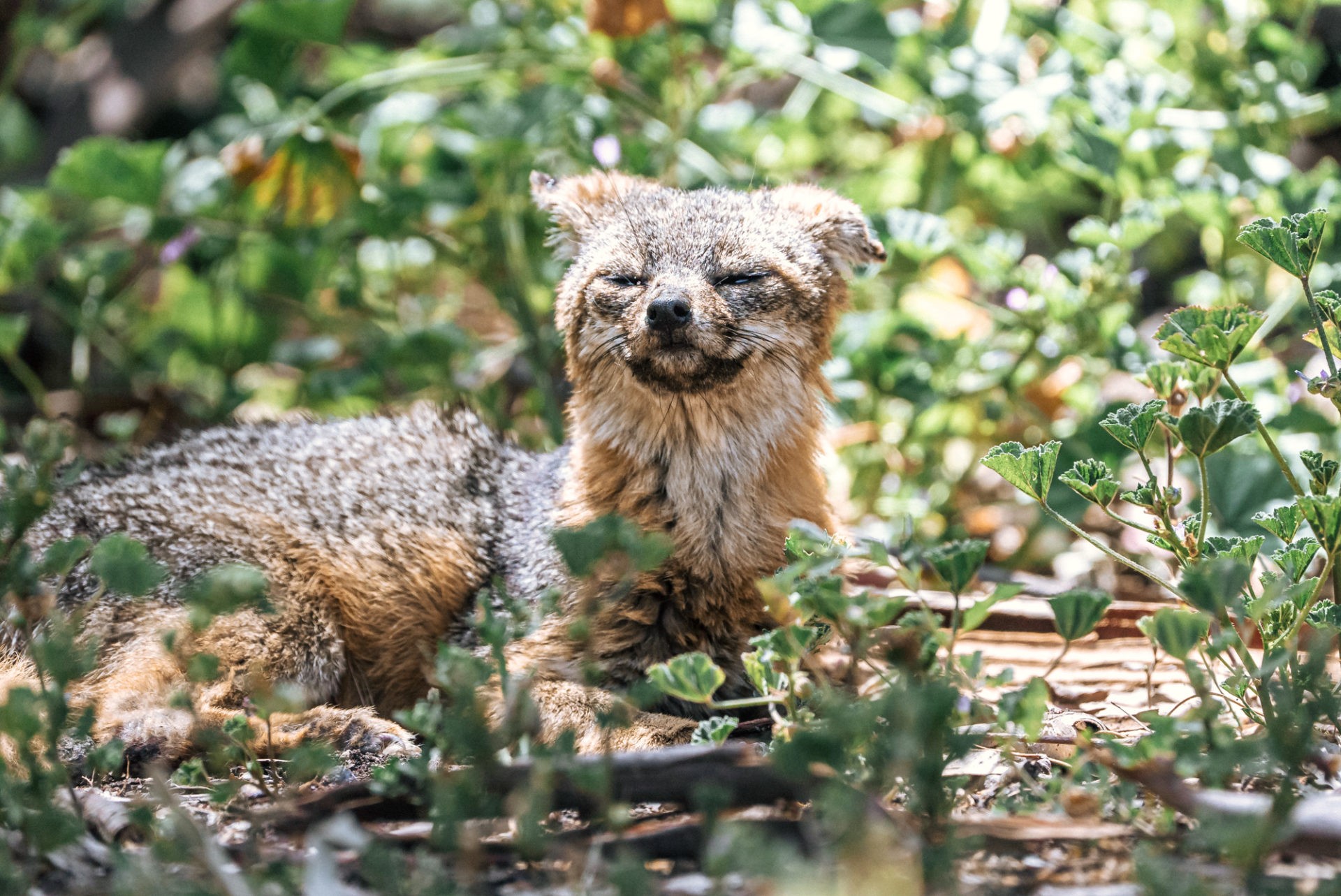 USA California Ventura Channel Islands National Park fox 08597