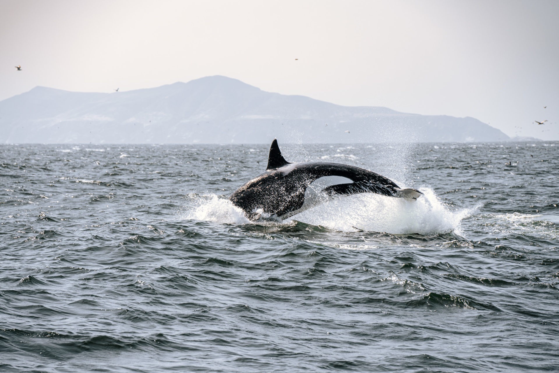 USA California Ventura Channel Islands National Park orca 01502