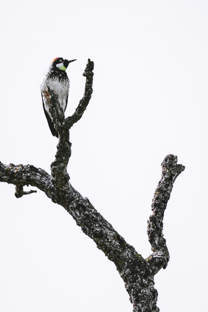 USA California Yosemite Madera County Eastman Lake trail bird 00602