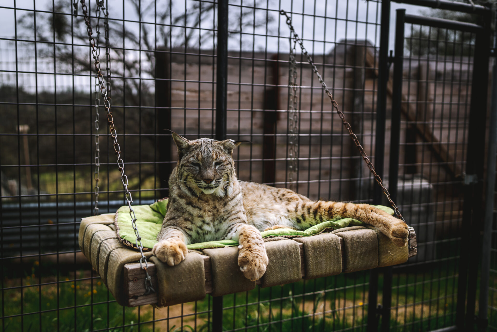 Rescued Bobcat at Nature of Wildworks 