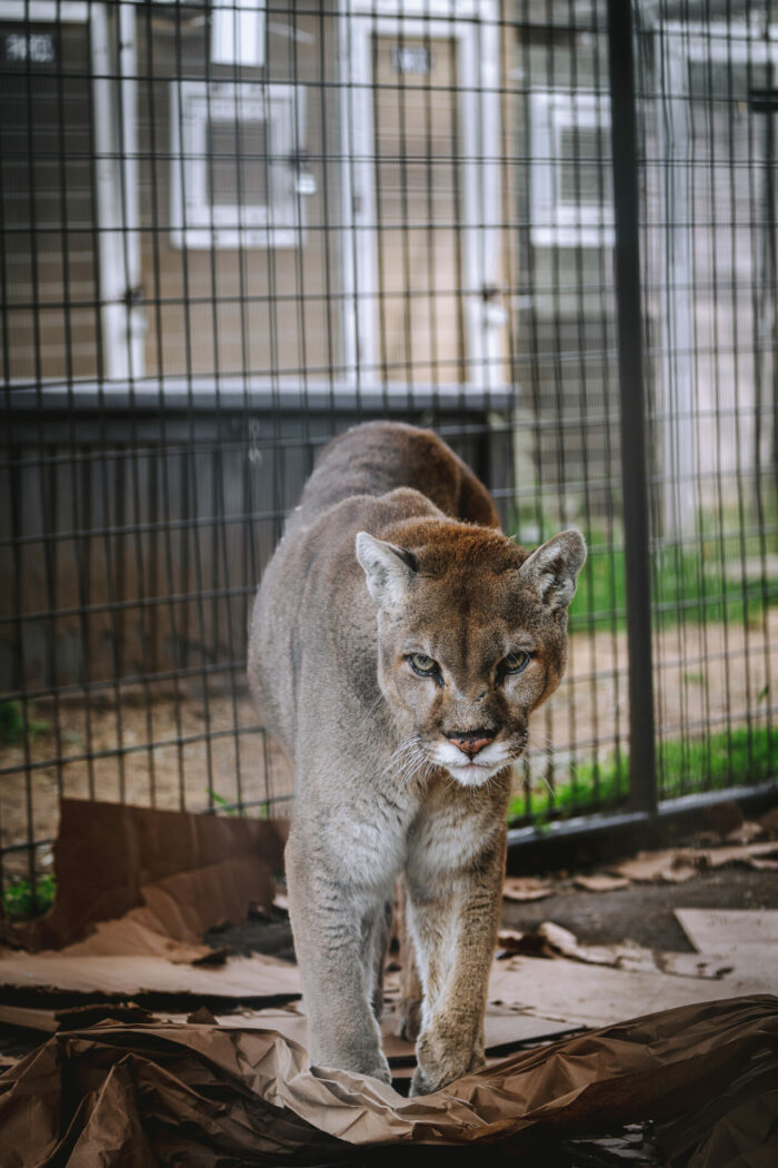 Mountain lion at Nature of Wildworks