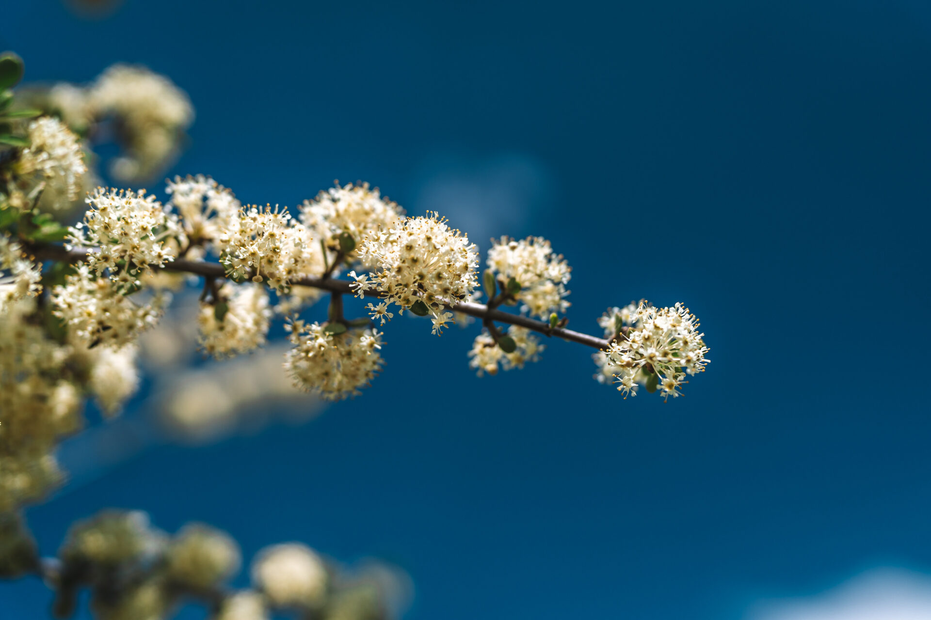 flowers at Yosemite, things to do in Yosemite