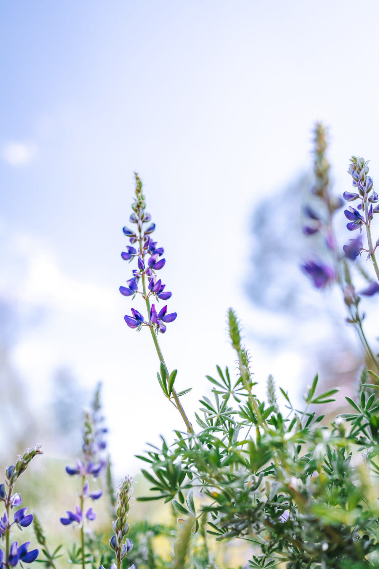 USA California wildflower 01075