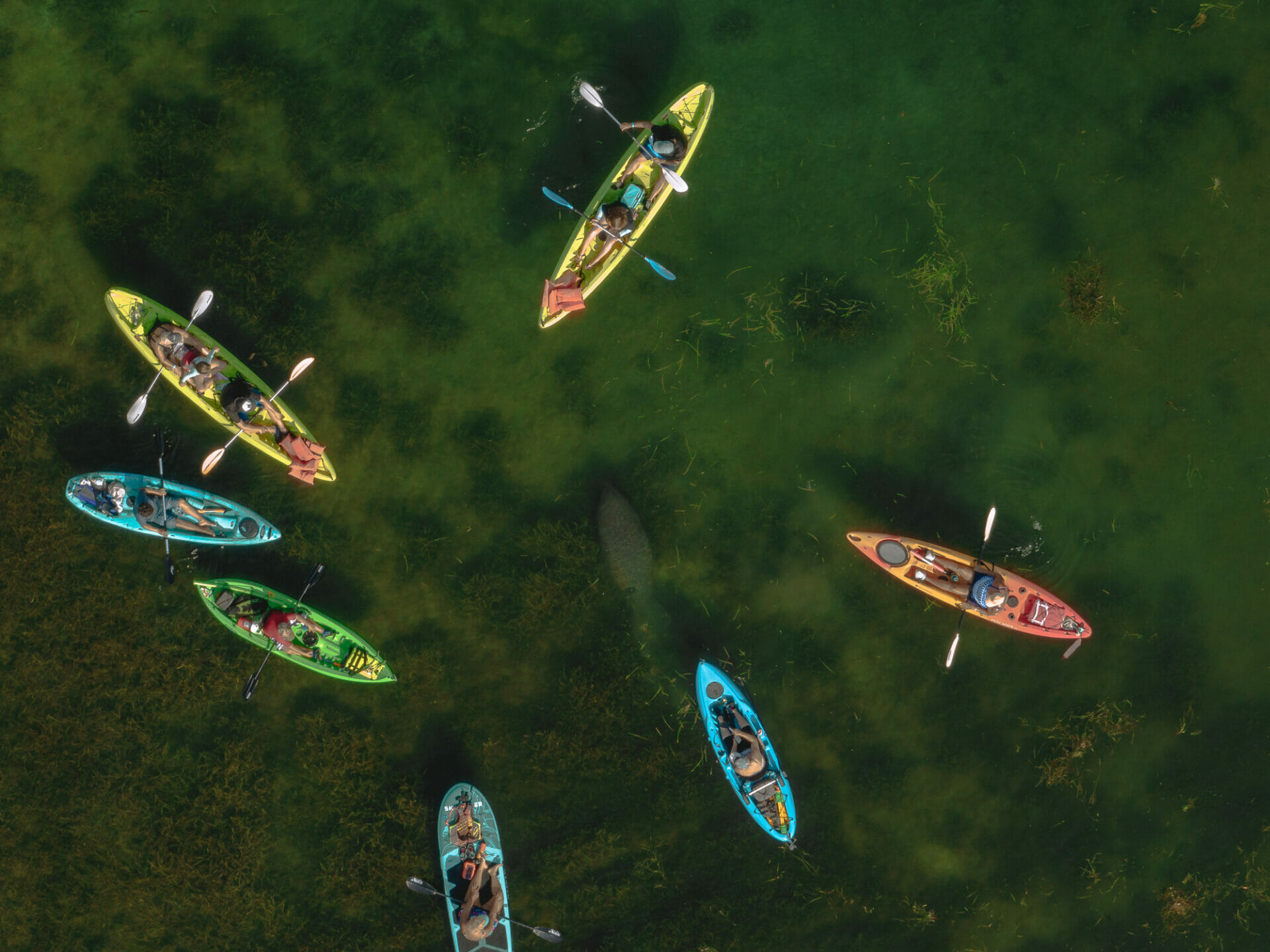 Swimming with Manatees