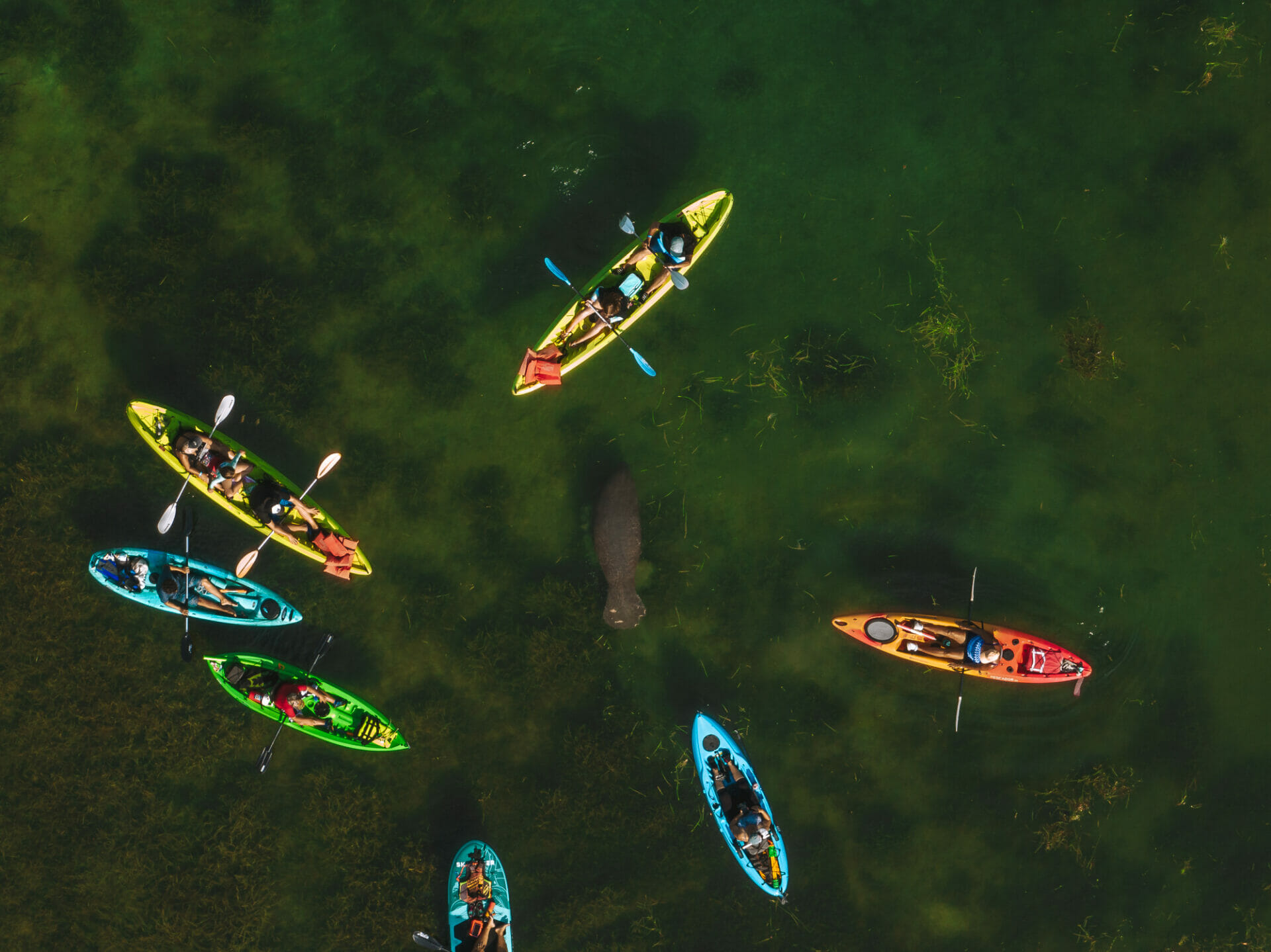 Manatee viewing on kayaks