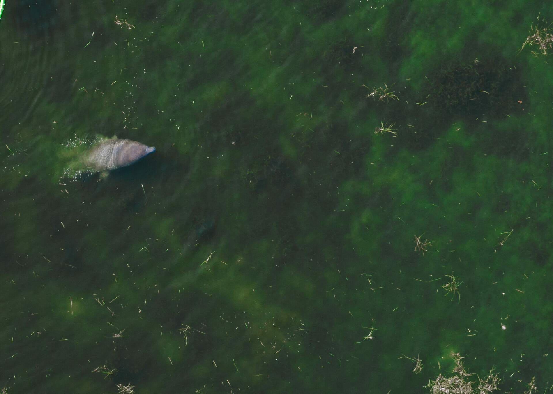 Things to do in Crystal River: manatee spotting