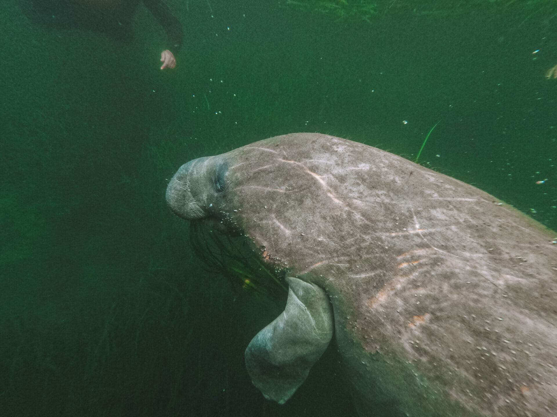 Swimming with Manatee, Crystal River