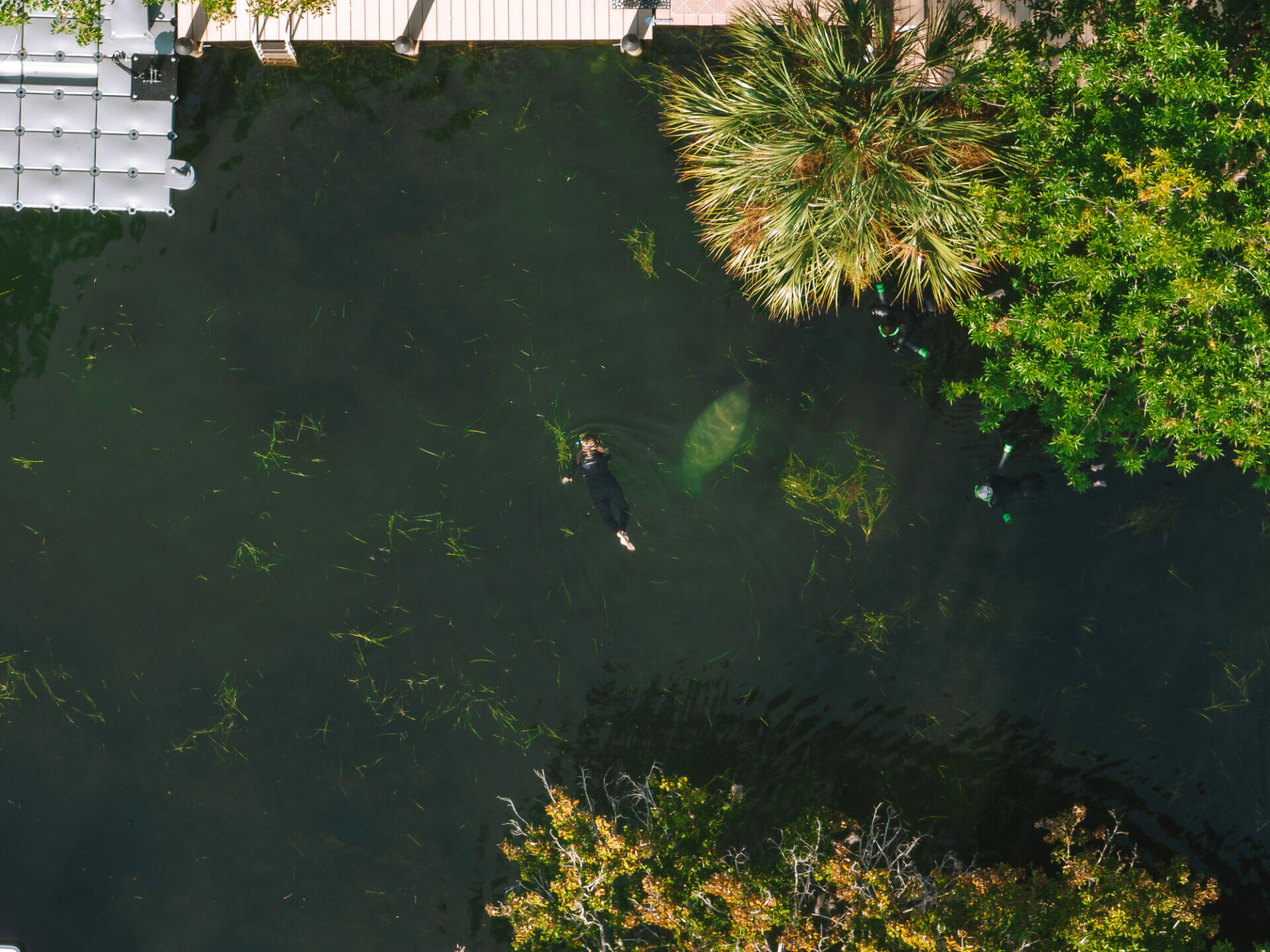 Swimming with Manatee, Crystal River