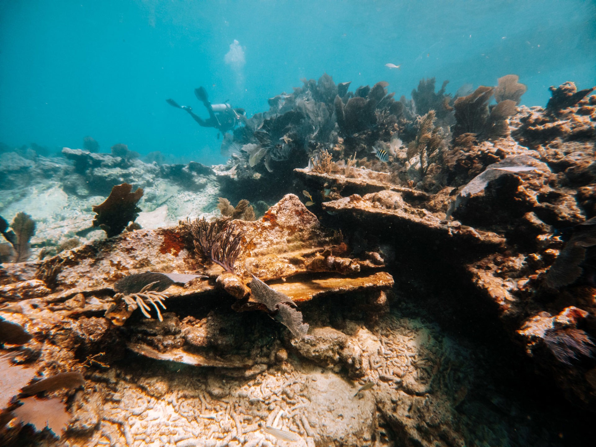 Florida Keys Diving