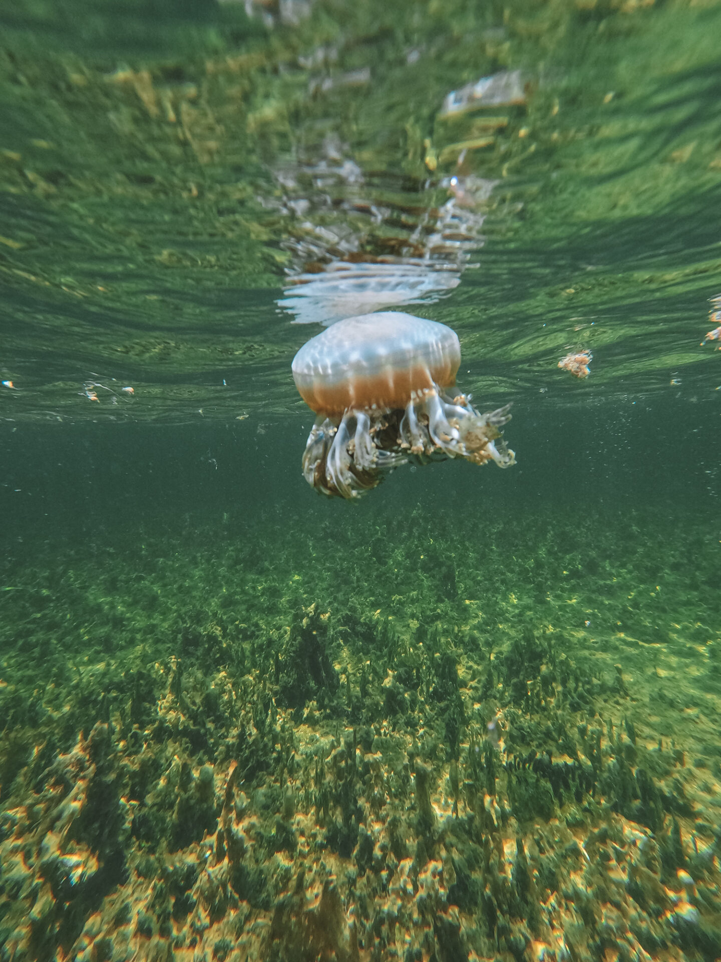 USA Florida Miami Biscayne National Park jelly fish mangroves 0868
