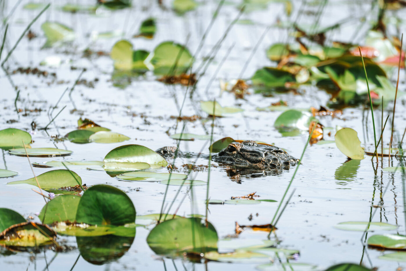 An alligator in the water in the Everglades