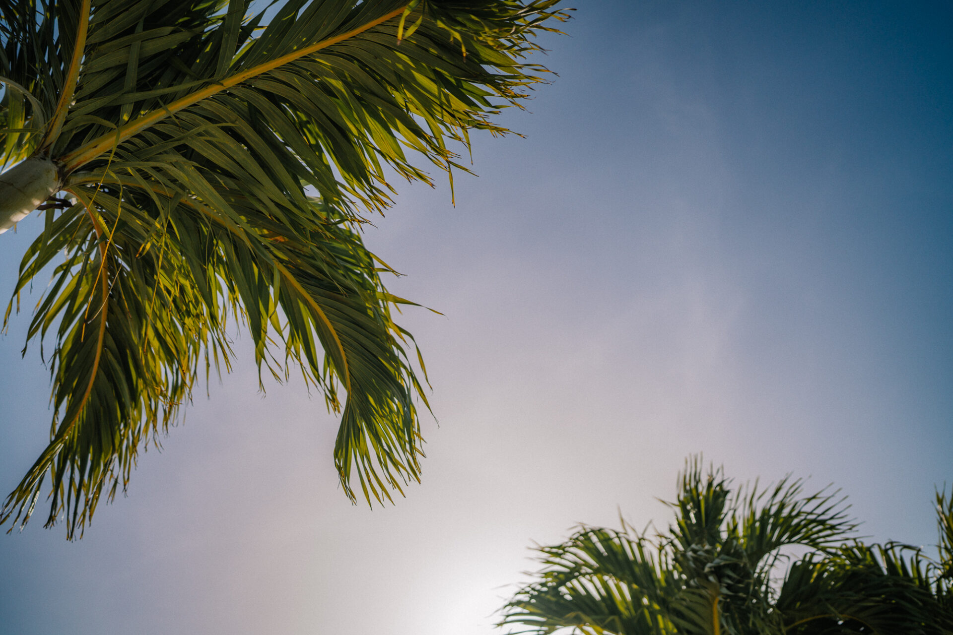 USA Florida Miami beach palms 03494