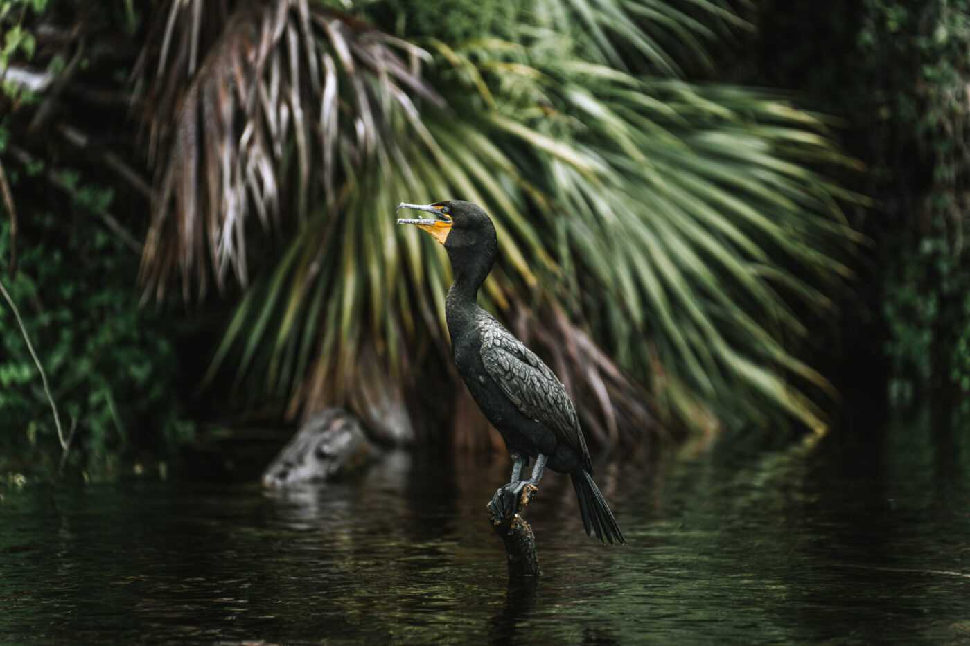 USA Florida Ocala KP Hole Park bird 04086