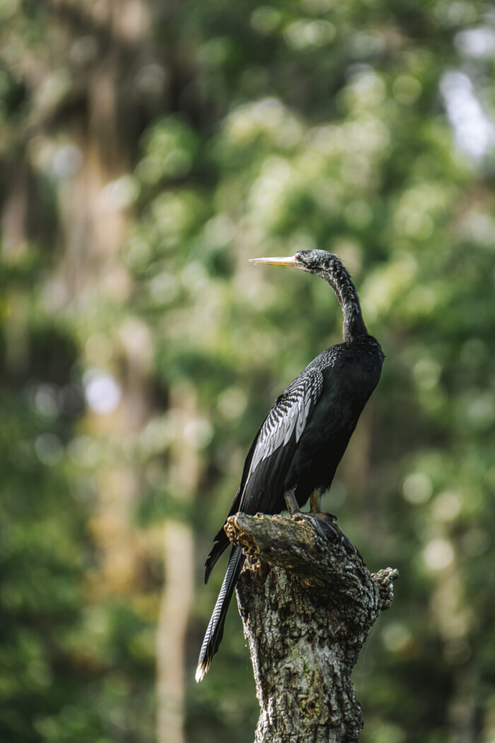 wildlife at Silver Springs in Ocala