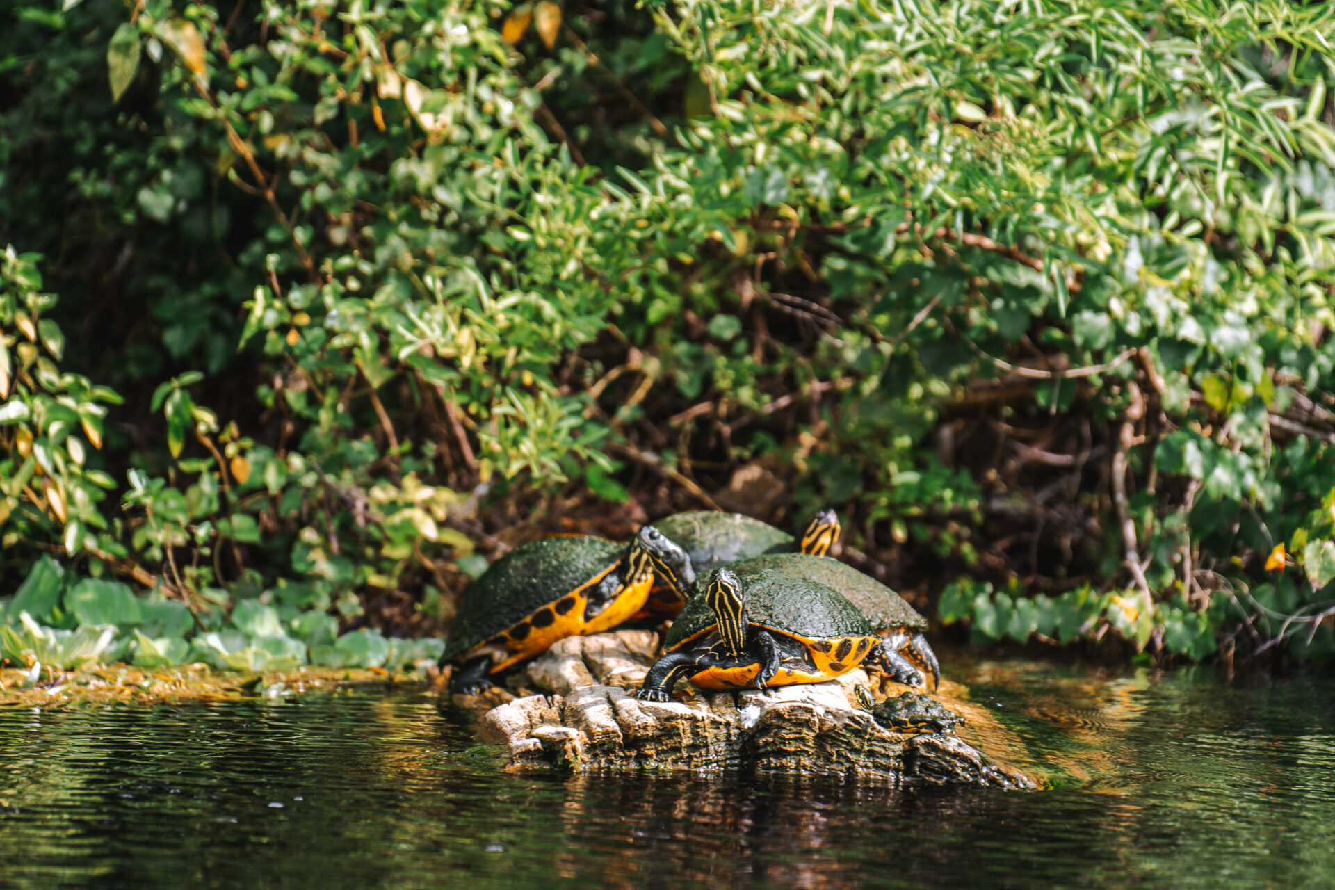USA Florida Ocala Silver Springs turtles 03995