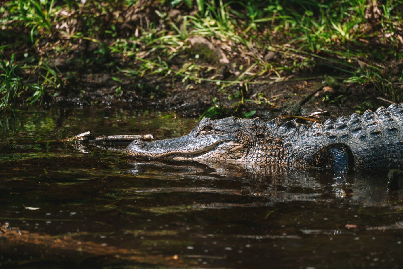 USA Florida Tallahassee Wakulla Springs crocodile 01406