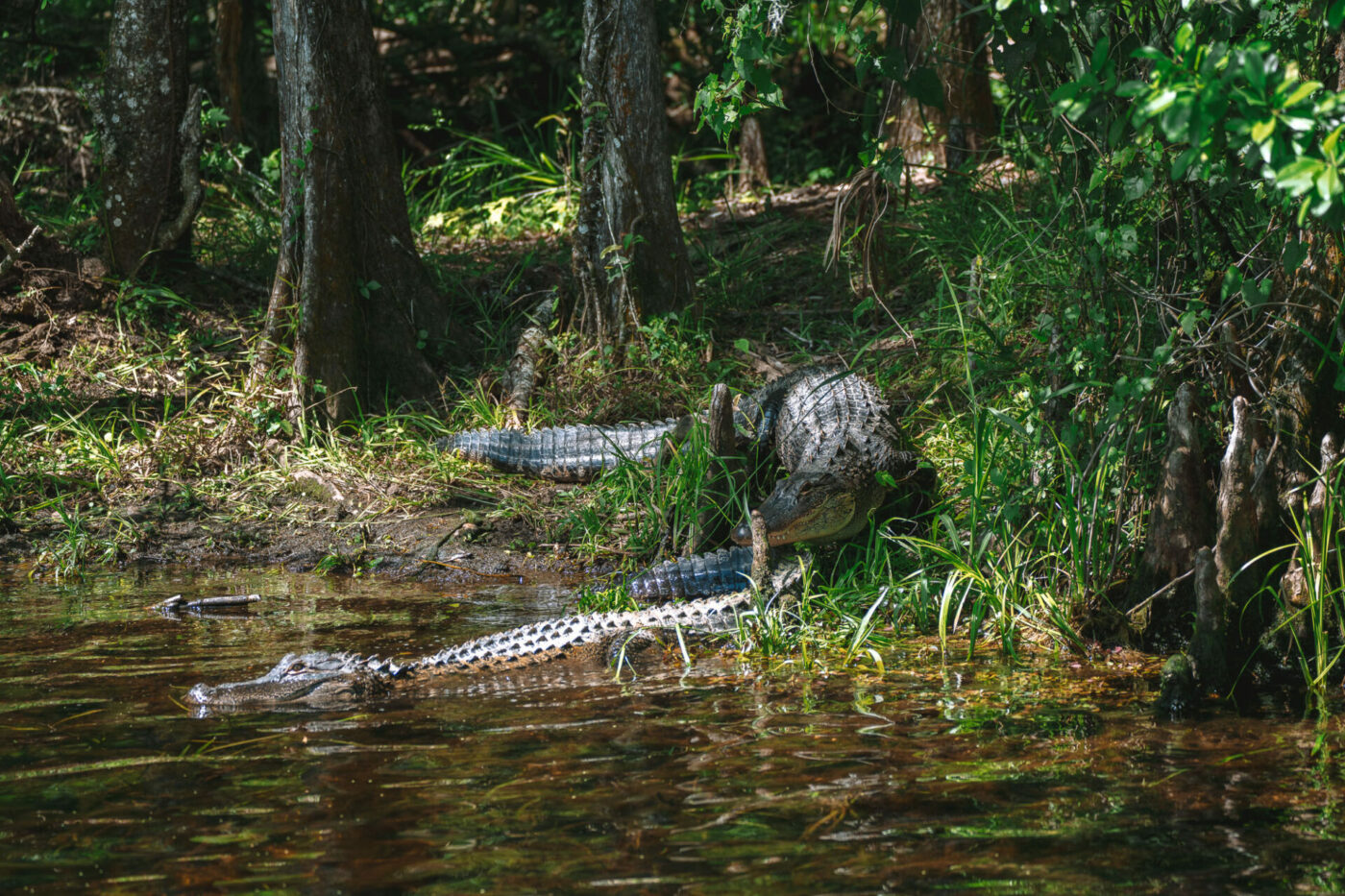 Crocodiles spotted at Wakulla Springs