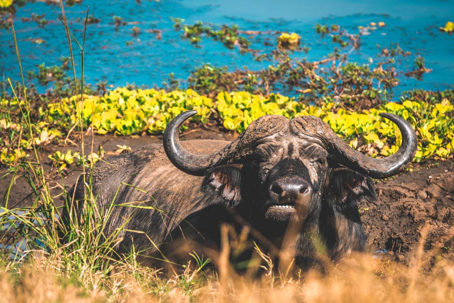 Uganda Kidepo Apoka Lodge buffalo 8575