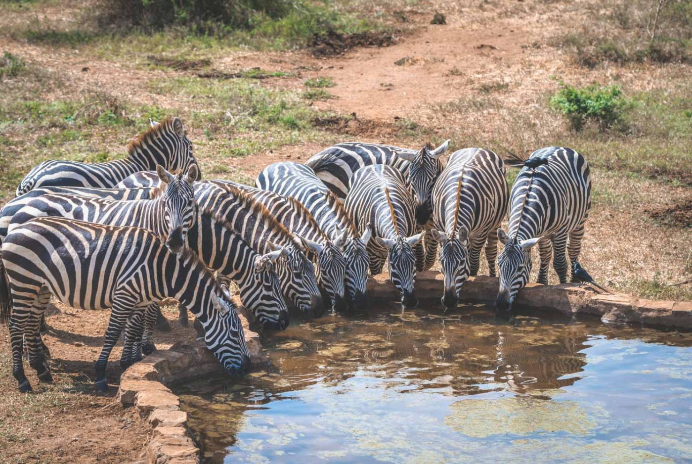 Uganda Kidepo Apoka Lodge watering hole zebra 8592