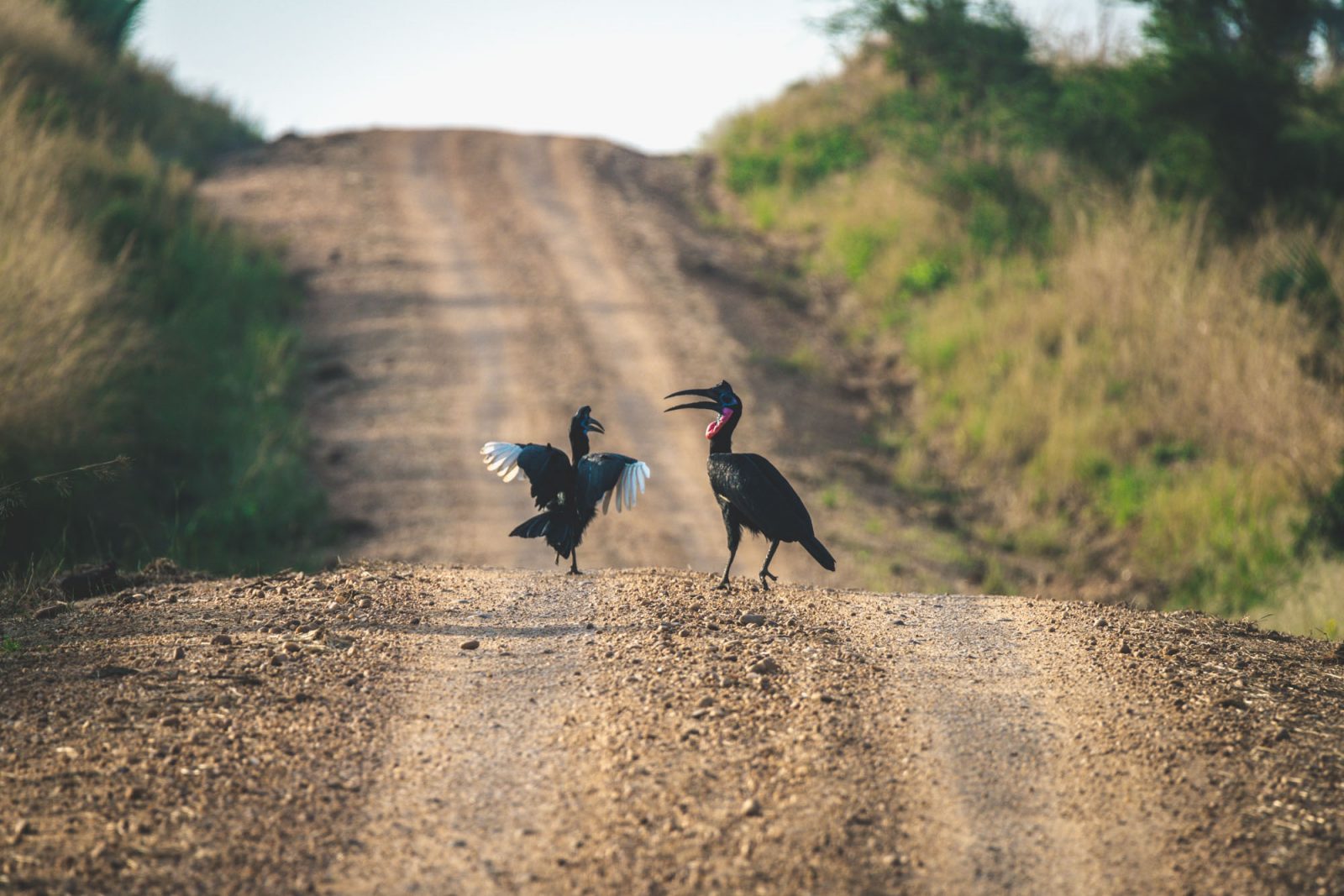Uganda Murchison Falls safari birds 8152