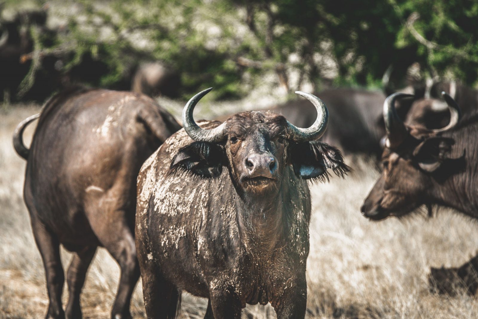 Uganda Murchison Falls safari waterbuffalo 8220