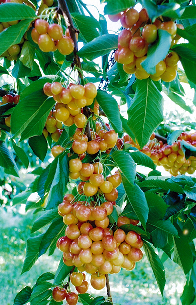 Various Cherries Kempf Orchard Kelowna