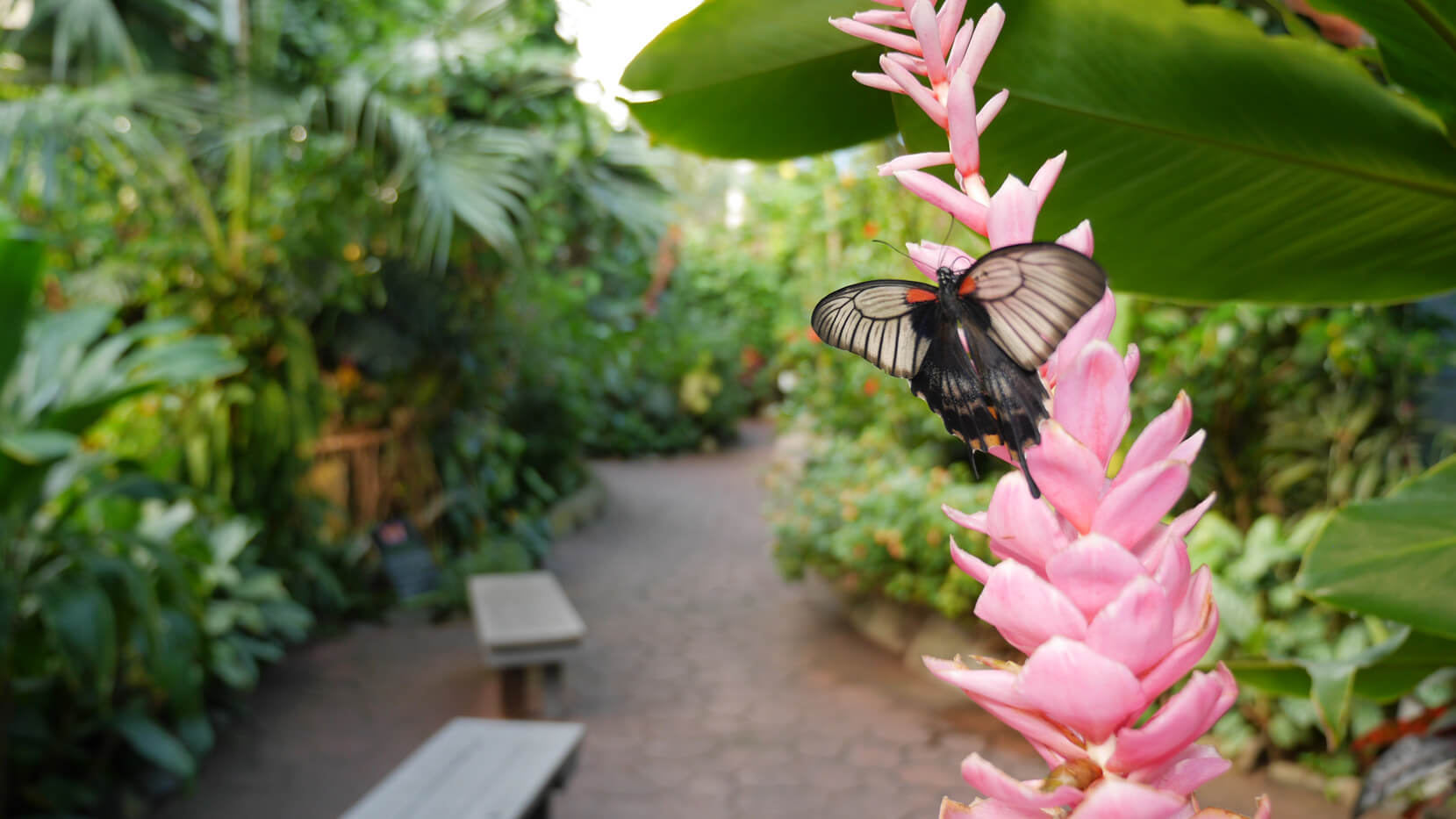 Victoria Butterfly Gardens