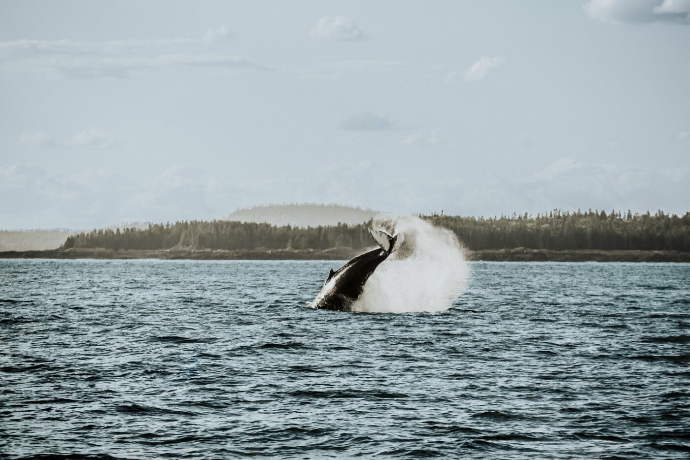 whale watching, east coast canada road trip