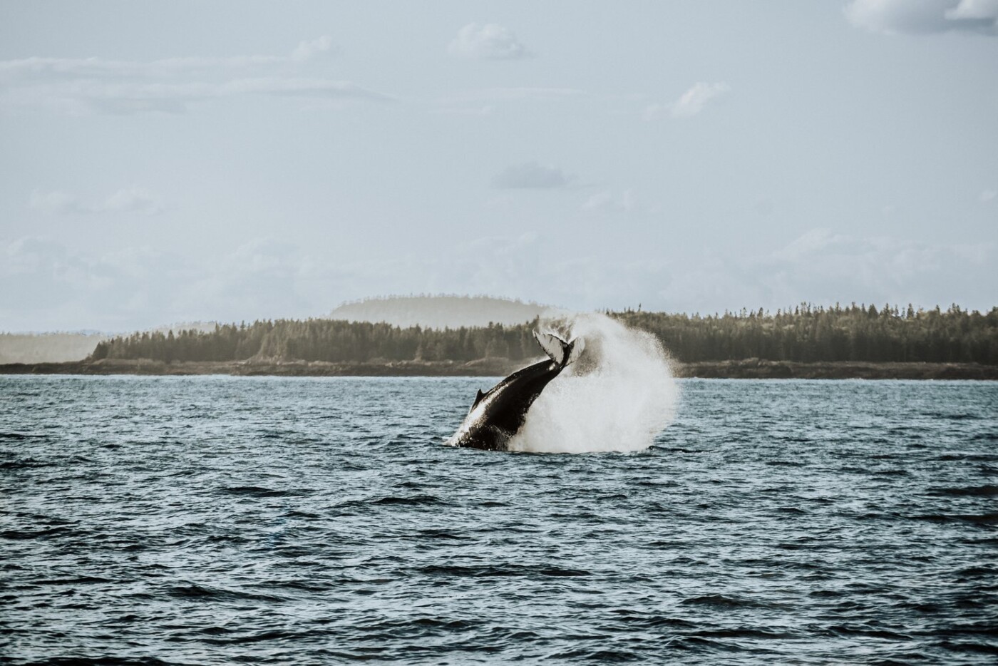 Whale watching saint andrews new brunswick canada