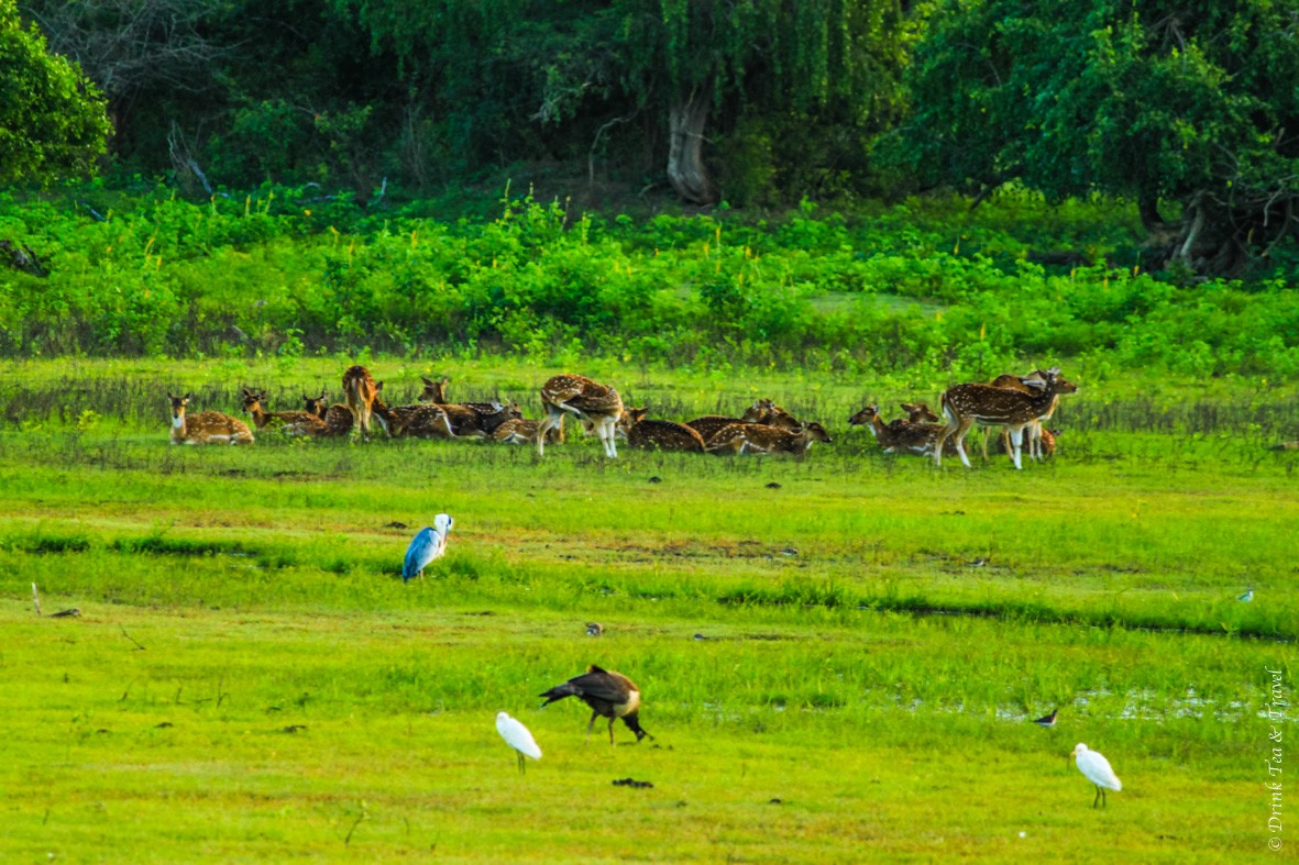 Deer gather near the lake in Yala National Park