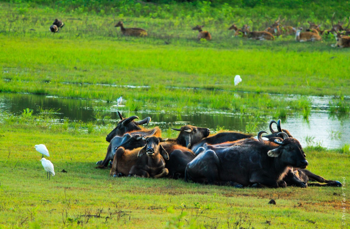 Water buffaloes are joined by other animals