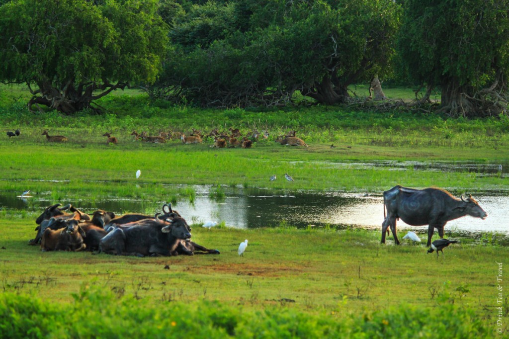 Water buffaloes are joined by other animals in Yala National Park