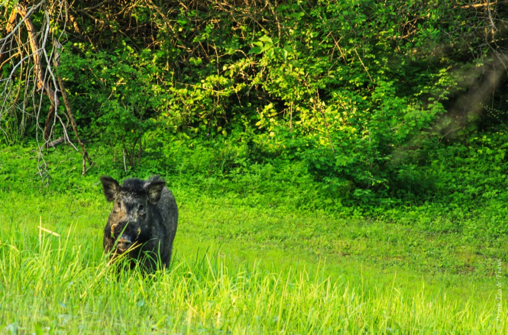Wild Boar in Yala National Park