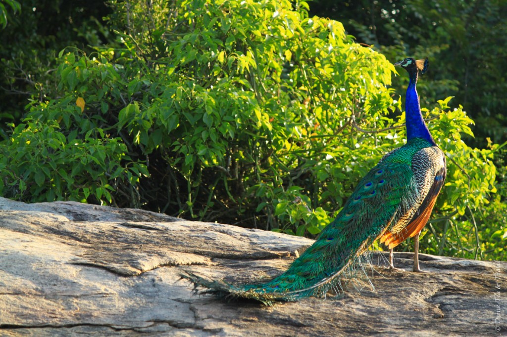 Peacock.. unfortunately he never opened his stunning tale for us