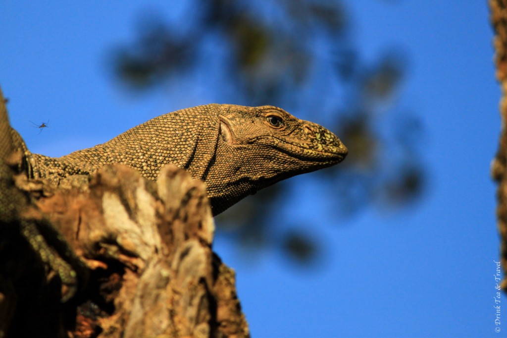 Monitor lizard in Yala National Park.. and a sneaky little mosquito just above her