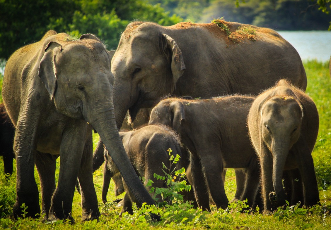 Family of elephants, just a few of over 300 that reside in Yala National Park