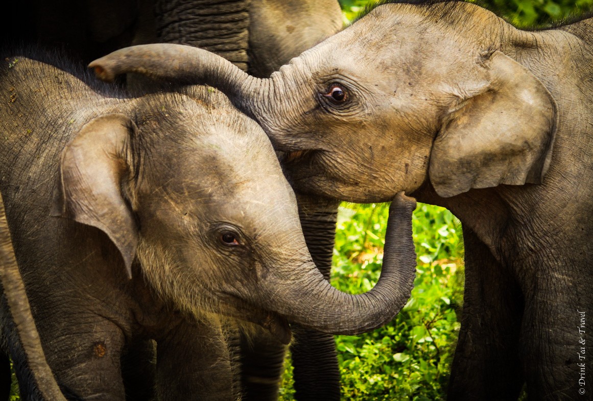 Baby elephants in Yala National Park