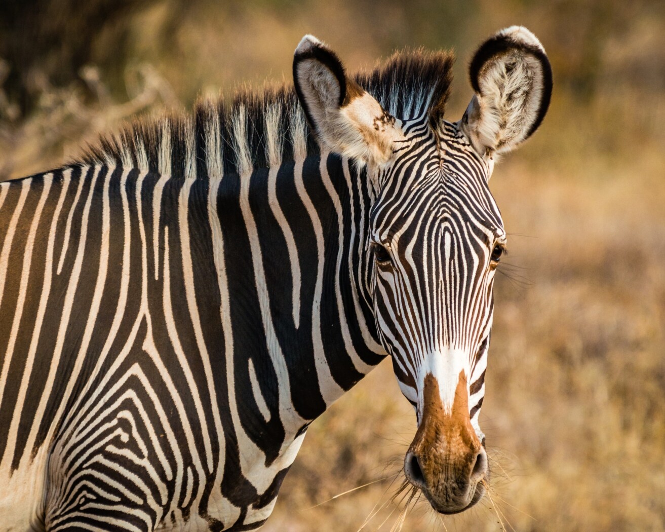 Samburu National Reserve