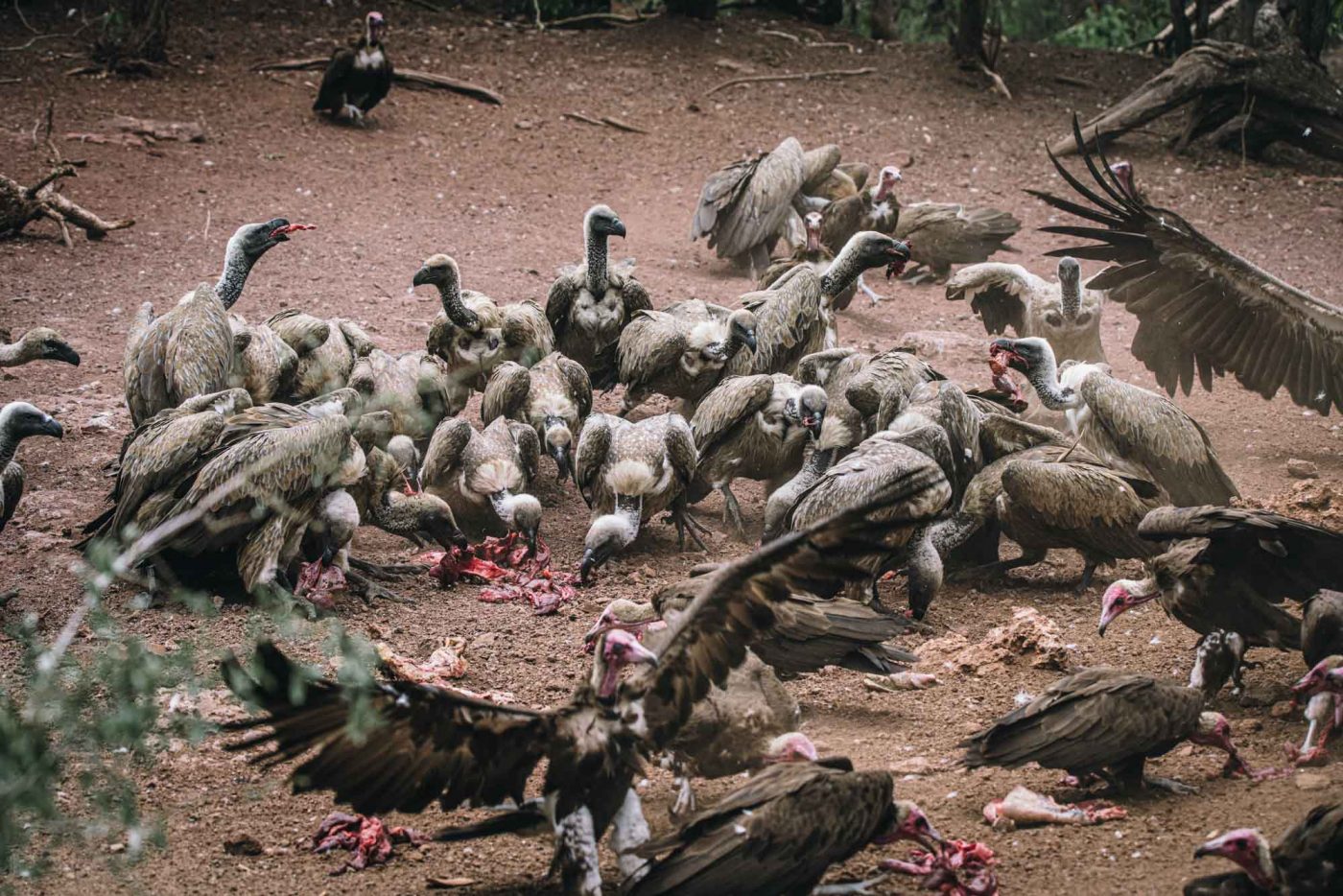 Zimbabwe Victoria Falls Safari Lodge vulture feeding 06367