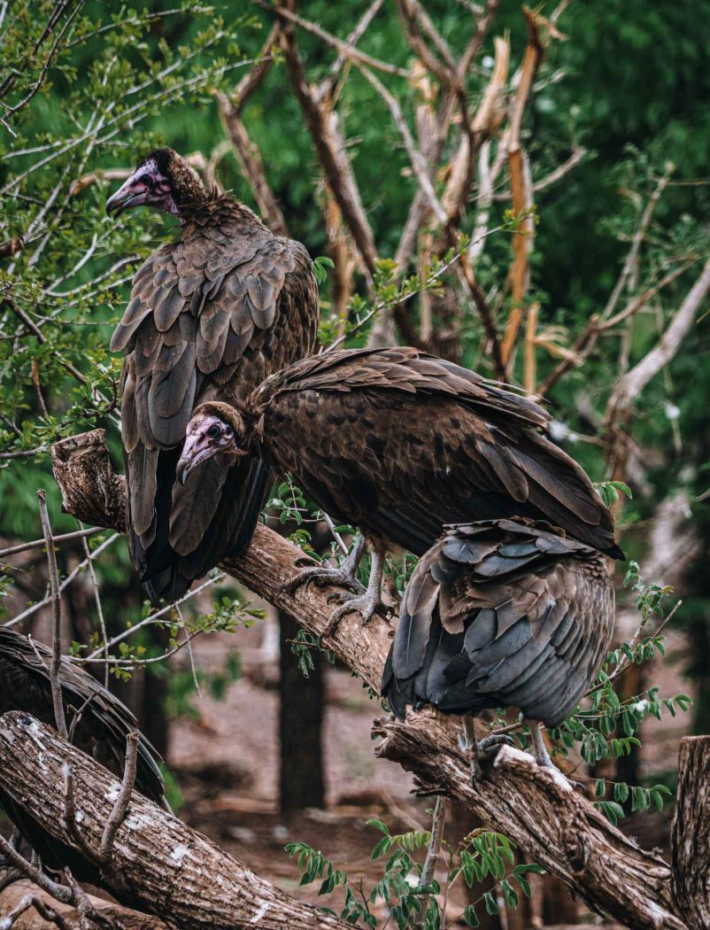 Zimbabwe Victoria Falls Safari Lodge vulture feeding 06424