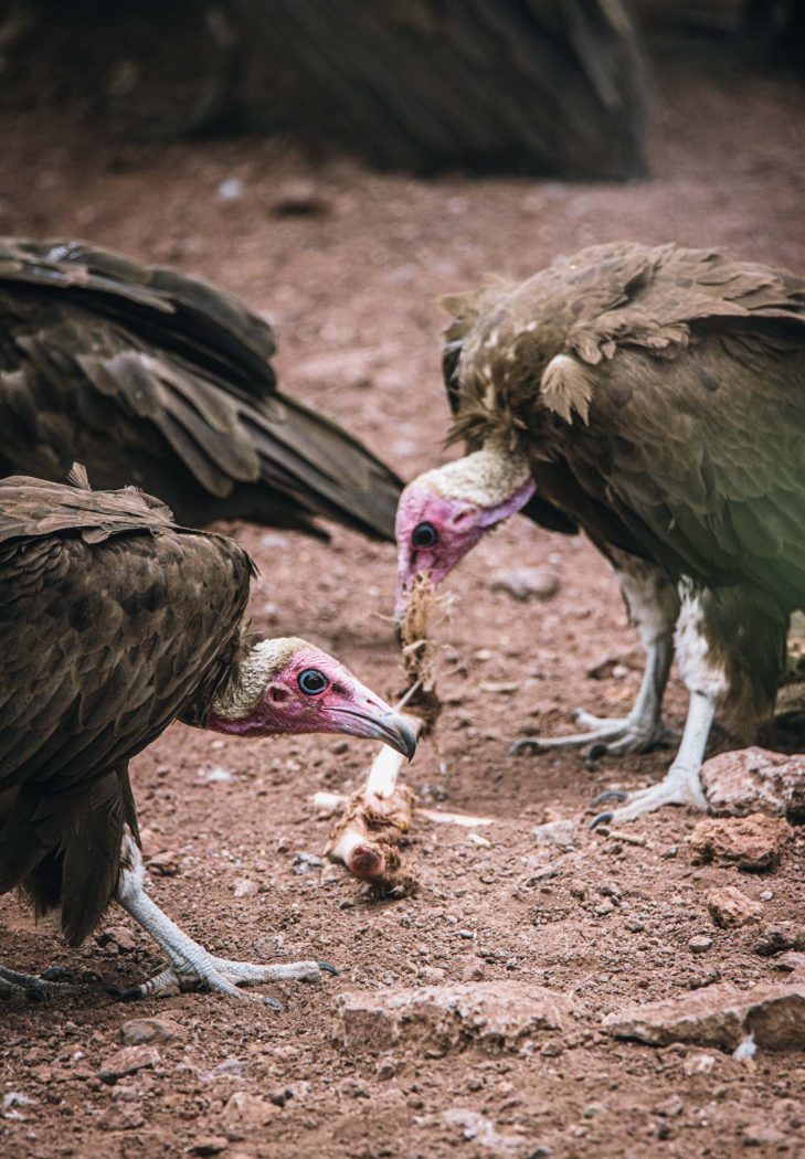 Zimbabwe Victoria Falls Safari Lodge vulture feeding 06431