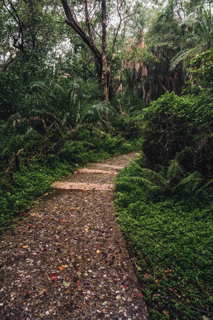 Zimbabwe Victoria Falls rainforest 06716