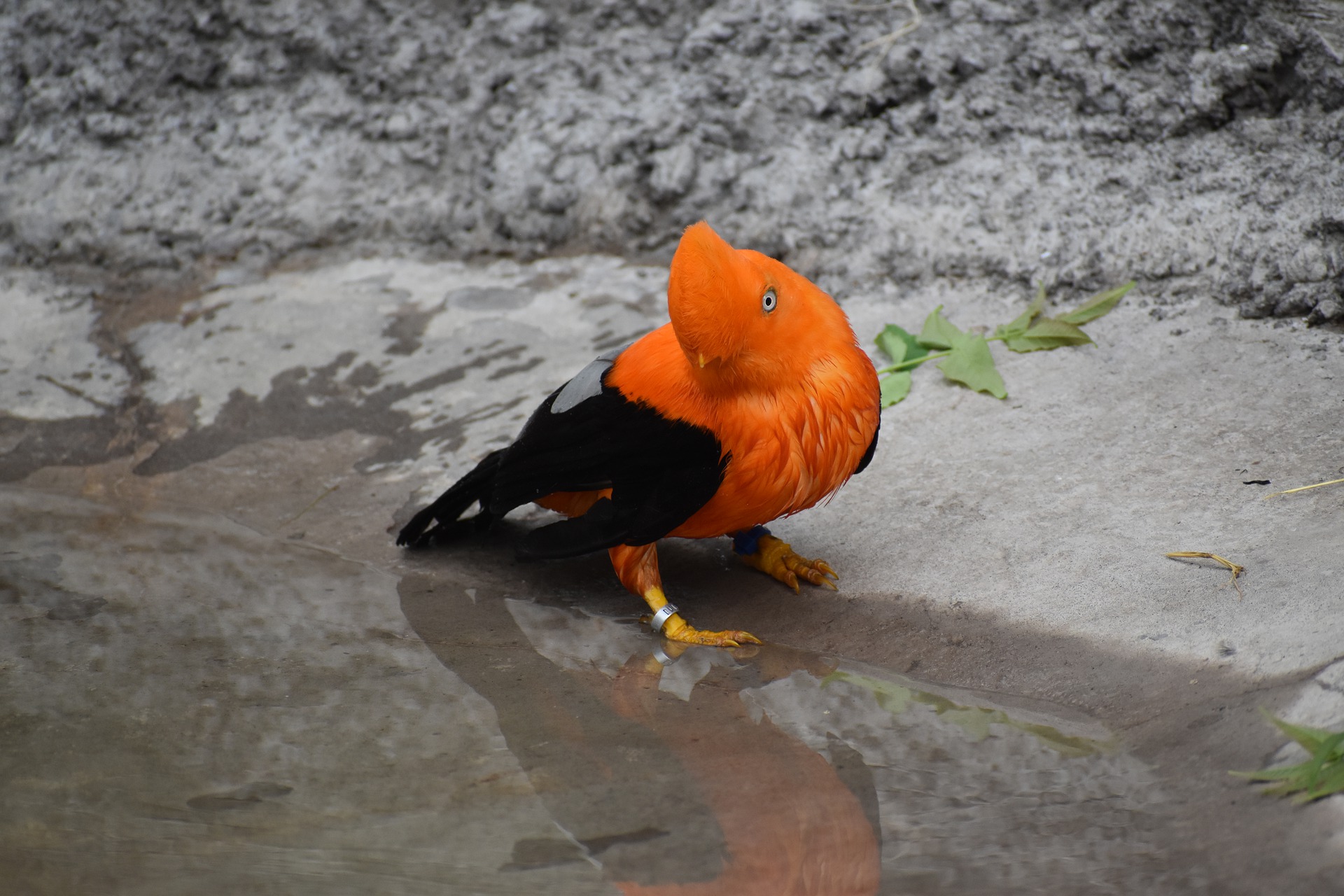 Andean cock-of-the-rock bird, found in Mindo